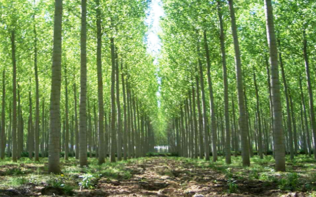 Empresa especializada en el sector forestal, Sala Forestal - Biomasa